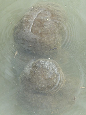 DSCF0373.jpg