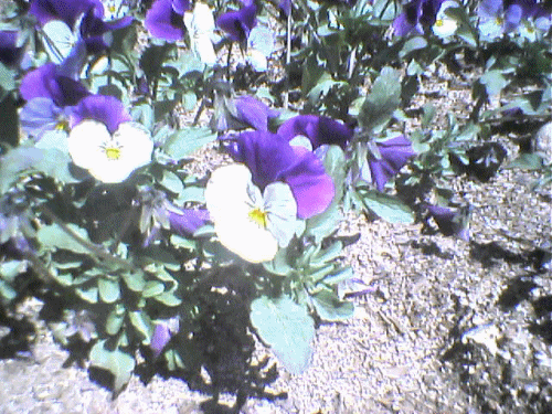 05042504.gif