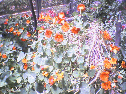 05042505.gif